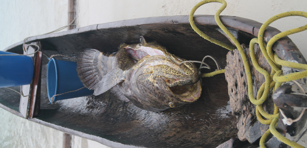 The Caribbean Sea was particularly generous... What a catch!
