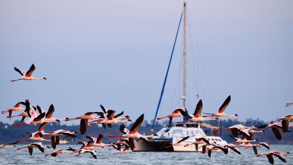 Dozens of flamingos fly from the beach toward the mangroves. They couldn’t come closer!
