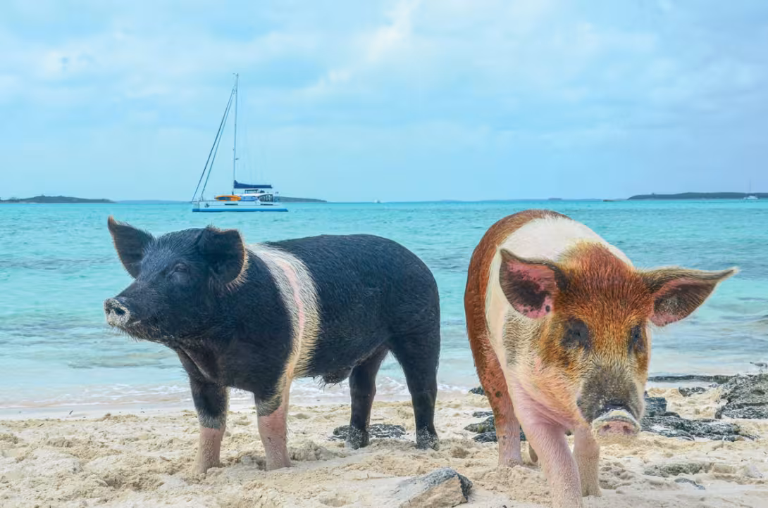 Admit it, you’d love to live the life the pigs have on this beach!