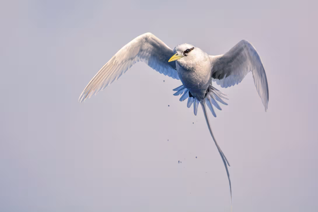 Tropicbirds are the most common species around the island. 