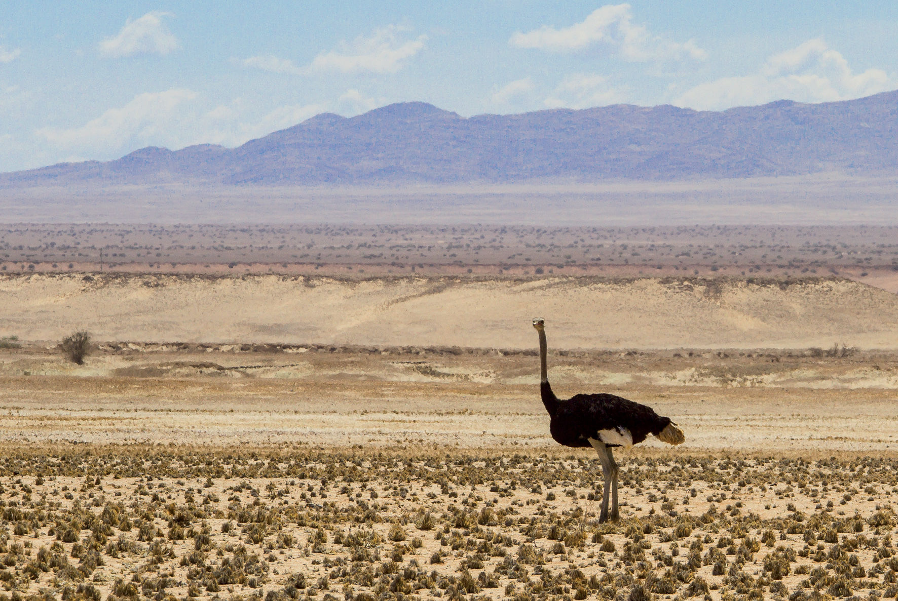 Le désert du Namib est riche d'une faune incroyable. Nous avons souvent vu des autruches le long de la route…