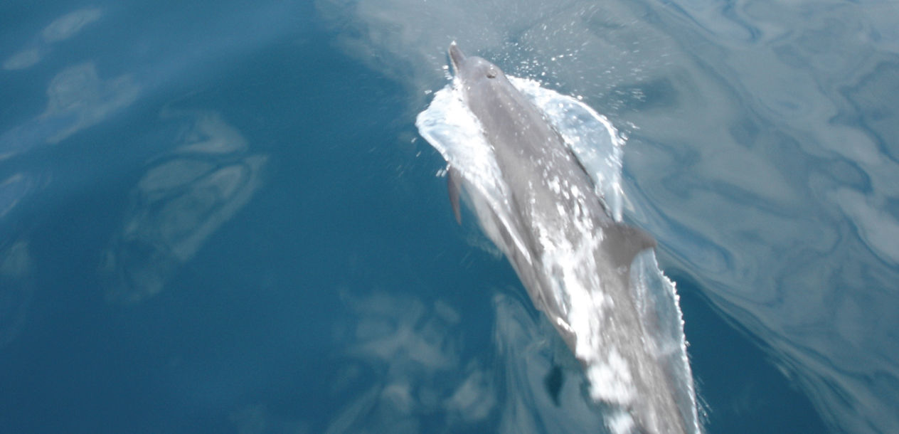 Dolphins came to play round the Catathaï 34’s bows. Always a big moment!