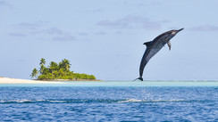 The Chagos Archipelago: lost in the wilds of the Indian Ocean    