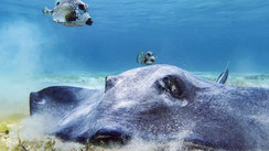 The photograph's eye