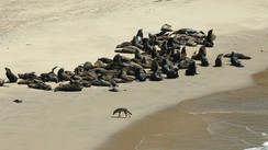 Namibia - Cold waters and hot sand, what a contrast!