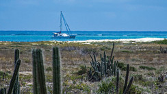 The island of Tortuga / Venezuela - There are goats and... Cactuses!
