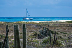 The island of Tortuga / Venezuela - There are goats and... Cactuses!