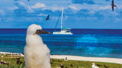 New Caledonia - Surprise Island, or Paradise Lost