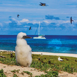 New Caledonia - Surprise Island, or Paradise Lost
