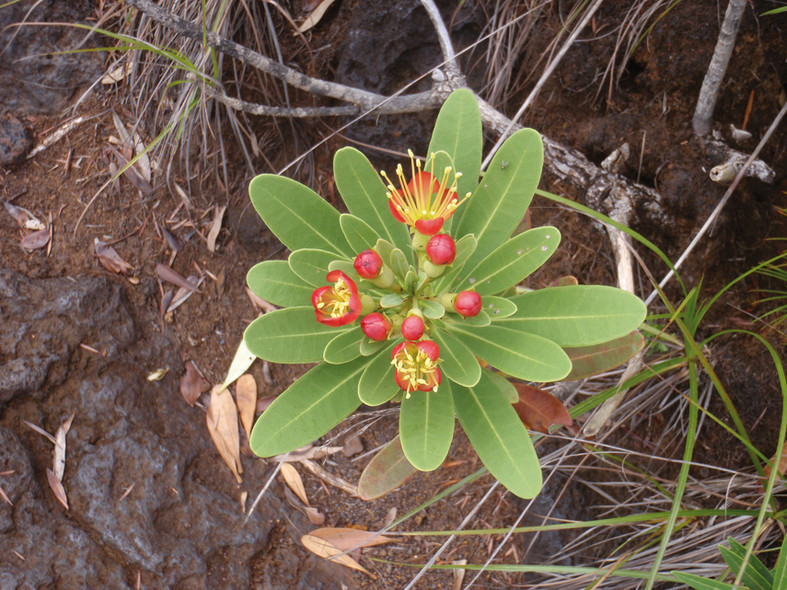 Chronicle New Caledonia
