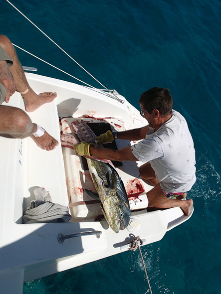 Vanuatu cruise : great fishing