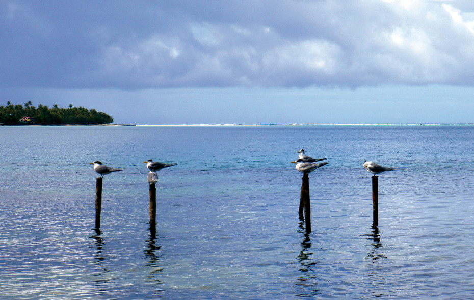 Chronicle around the world : Leeward Islands