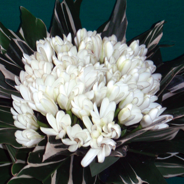 Chronicle around the world : Tahiti et Moorea