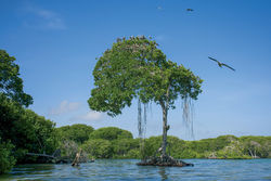 Las Aves - Coral, treasure... And lots of birds!