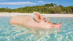 The Bahamas, 700 islands just for you…