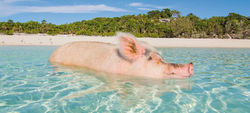 The Bahamas, 700 islands just for you…