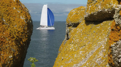 The Canaries
