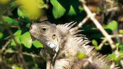 Guadeloupe
