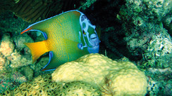 The Venezuelan islands