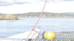 Toucan 2: Scottish Escapades