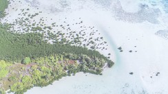 KARIMUNJAWA: Meeting the Lion’s Mane Jellyfish