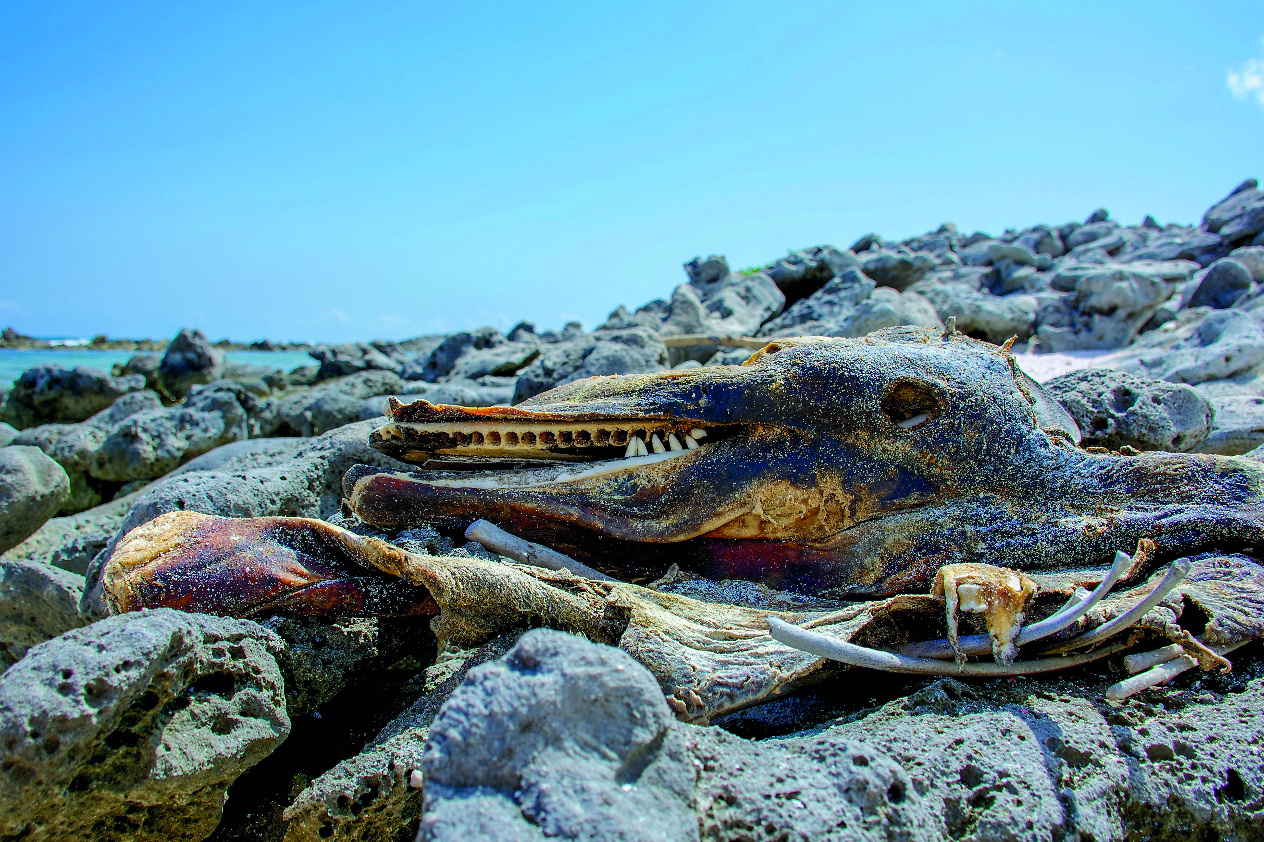 A dolphin’s life ended here on the Tortuguillos - a beautiful place to rest in peace.