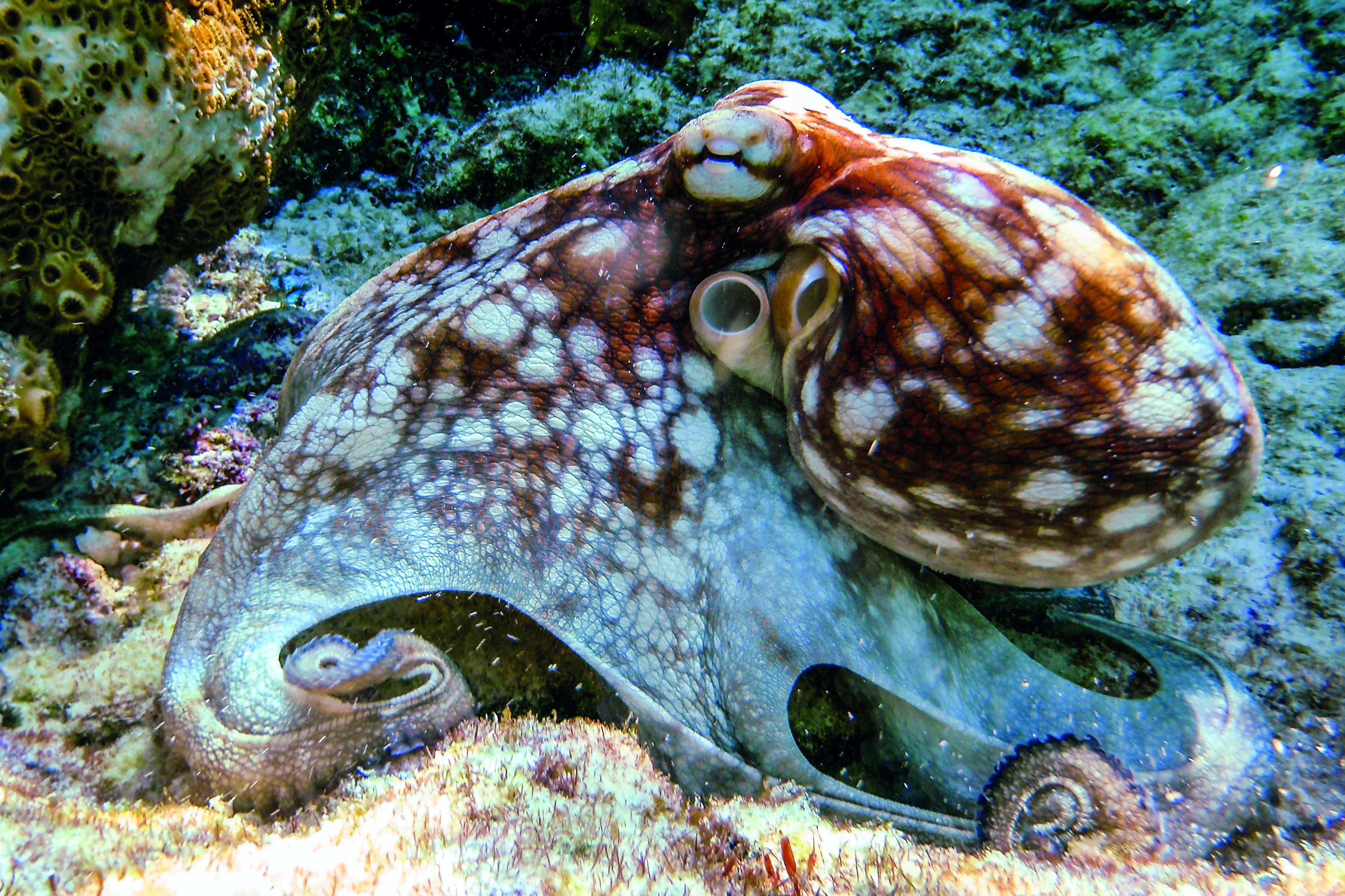 The protected marine fauna  here is everywhere, just like this imposing octopus.