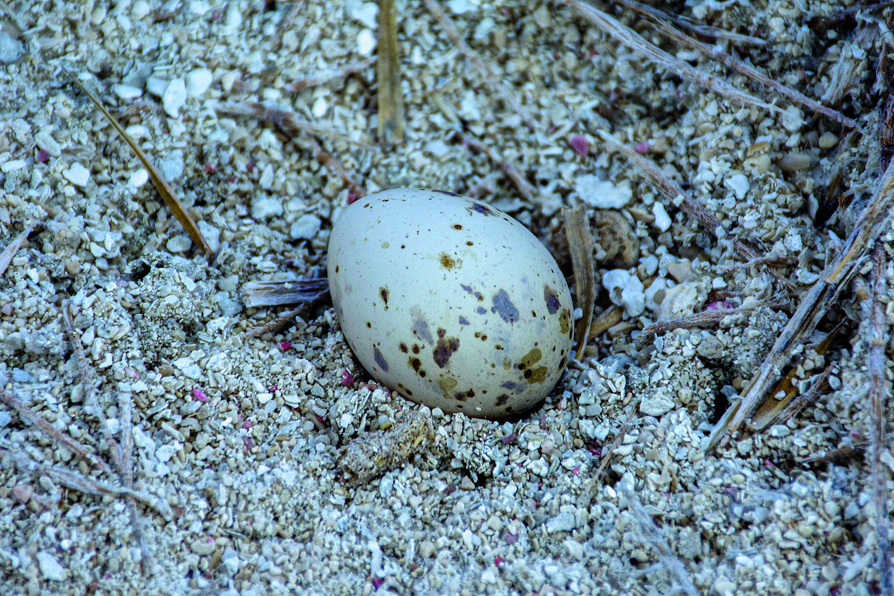 These islands are also a haven for a multitude  of seabirds, including terns.