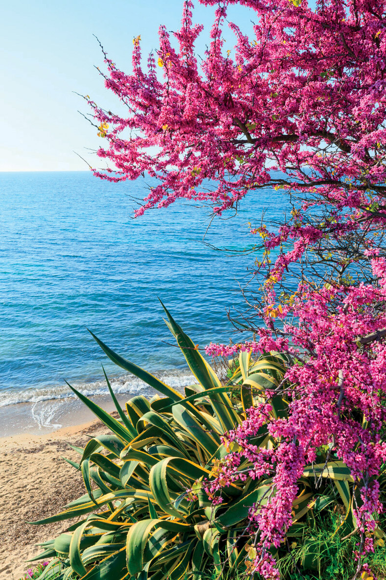 The French Riviera’s very pleasant climate doesn’t just benefit sailors…