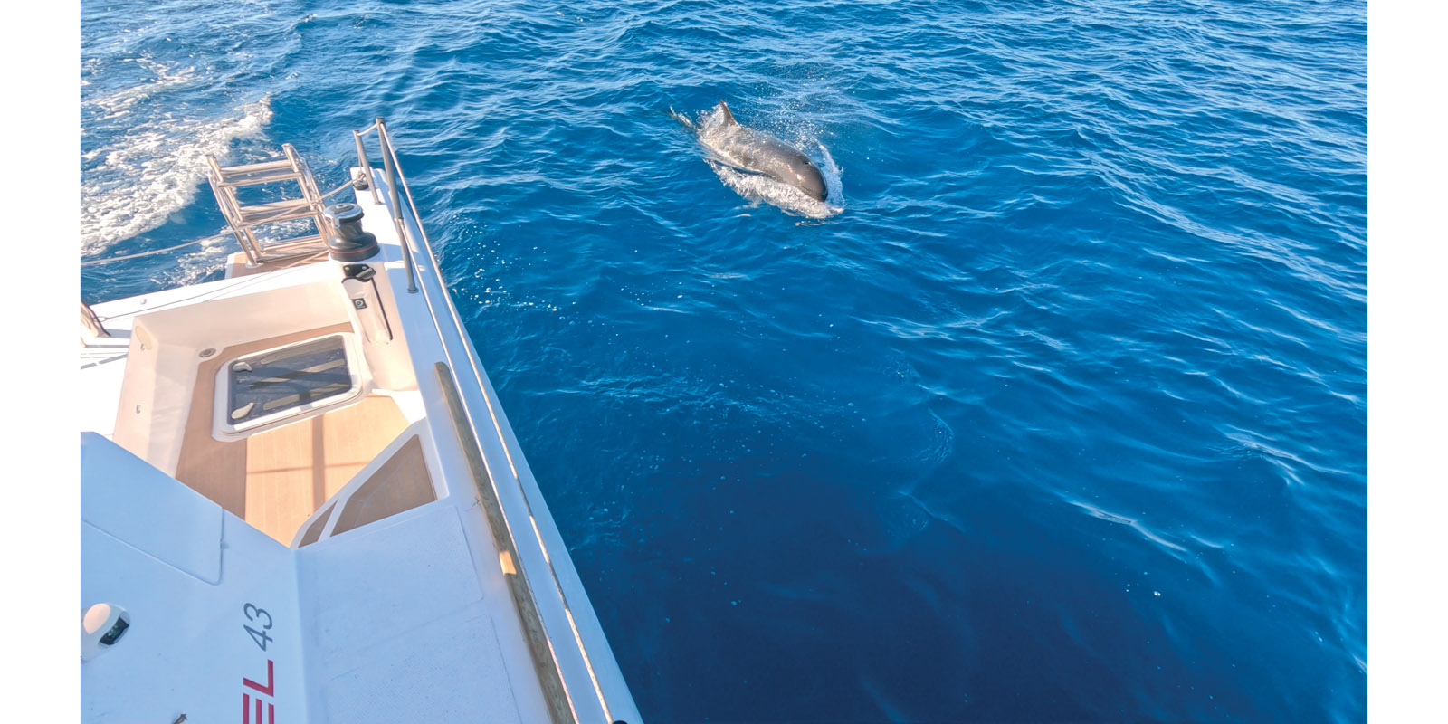 More fear than harm; this False Killer Whale just paid me a little visit.